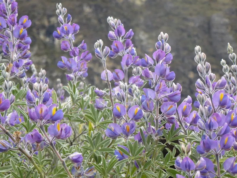 Santa Cruz Trek & 3 Peaks in Ishinca Valley - Image 15