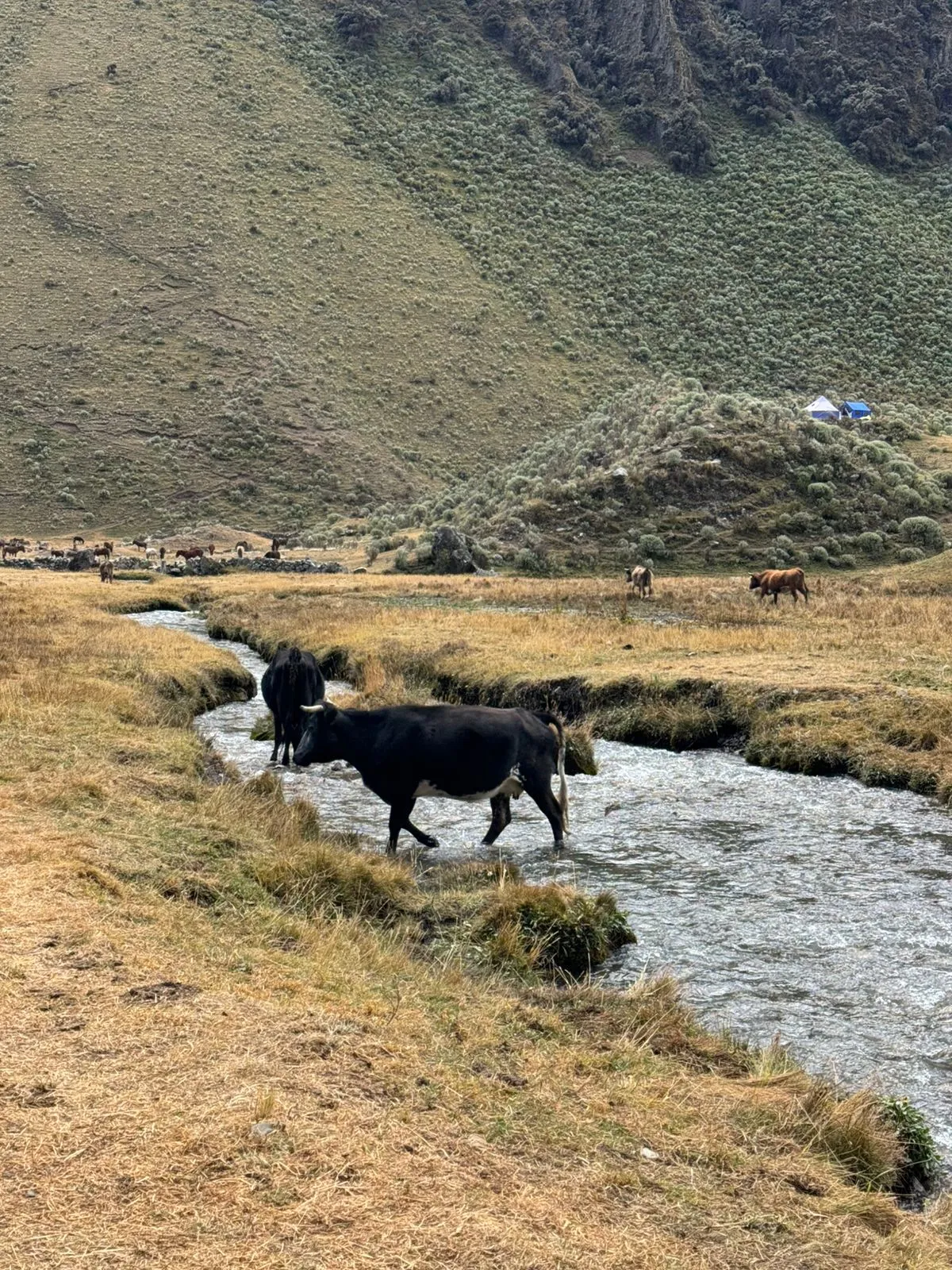Huayhuash Trek - 10 days - Image 7