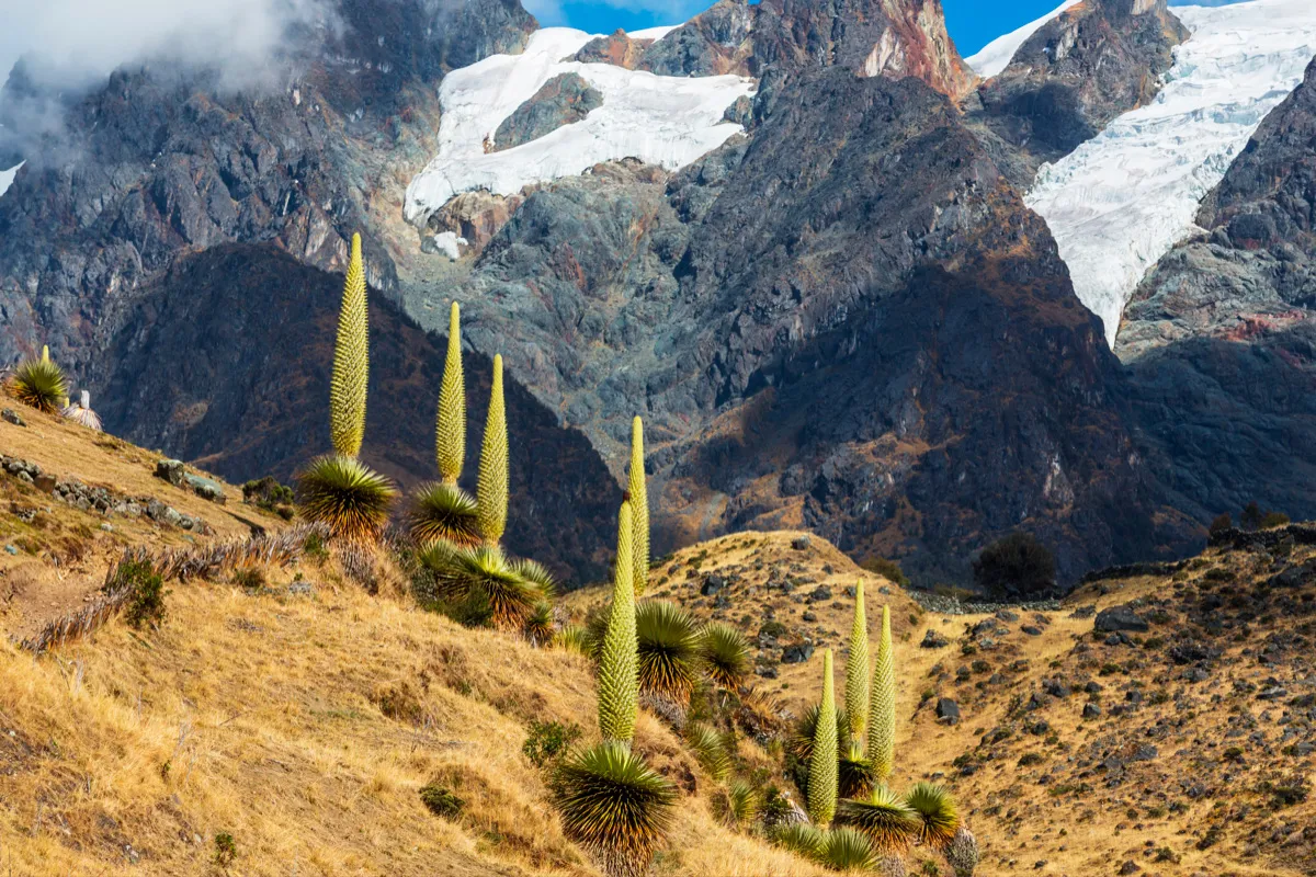 Tour Nevado Pastoruri and Puyas Raymondi - Image 6