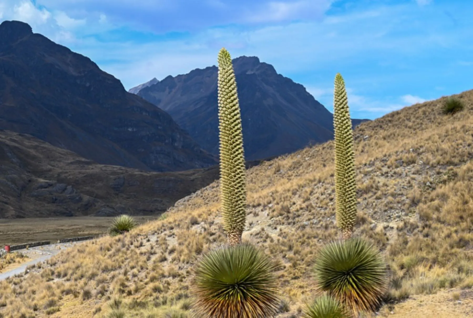 Tour Nevado Pastoruri and Puyas Raymondi - Image 8